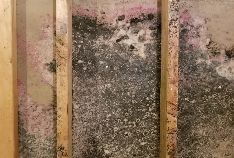 Here are ways to remove mold from wood.