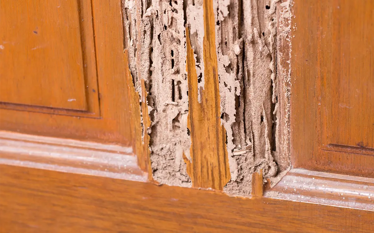 Wood panels showing termite damage